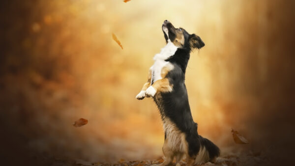 Wallpaper White, Dog, Looking, Black