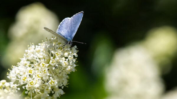 Wallpaper Green, Butterfly, Blue, Flowers, Background, Blur, White