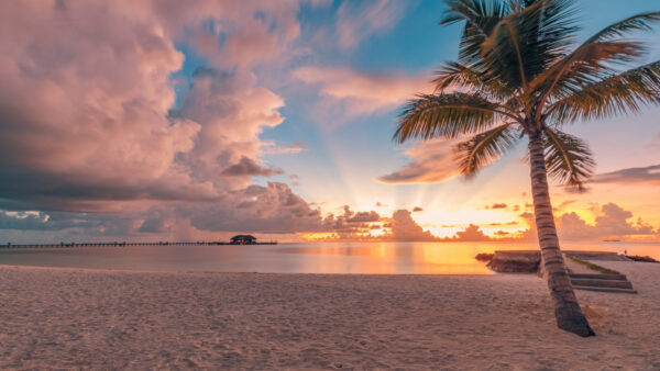 Wallpaper Tree, Beach, Blue, Ocean, White, Palm, Sand, Clouds, During, Water, Under, Sunset, Sky