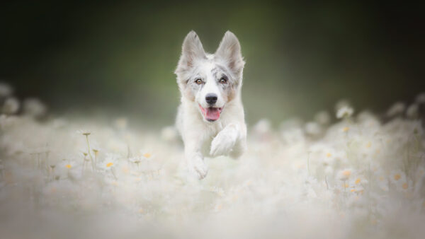 Wallpaper Baby, Animal, Chamomile, Dog, Flower, Puppy, Meadow, Pet