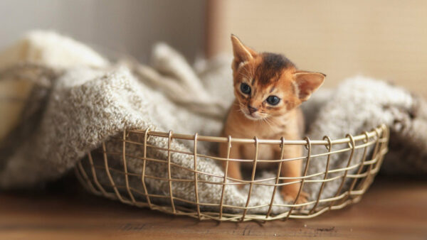 Wallpaper Basket, Towel, White, Cat, Inside, Desktop, Kitten