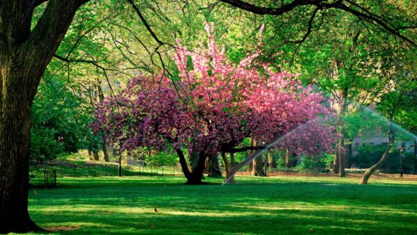 Wallpaper Pink, Water, Green, Grass, Branches, Spring, Field, Tree, Splash, Blossom, Scenery, Flowers