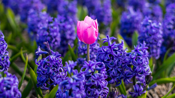 Wallpaper Pink, Flower, Flowers, Plants, Purple