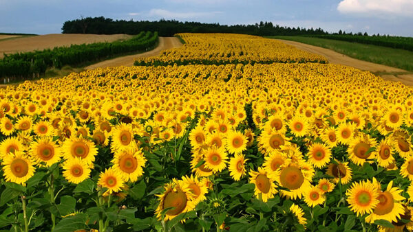 Wallpaper Field, Sunflower, Sunflowers, Yellow, Background, Nice, Beautiful