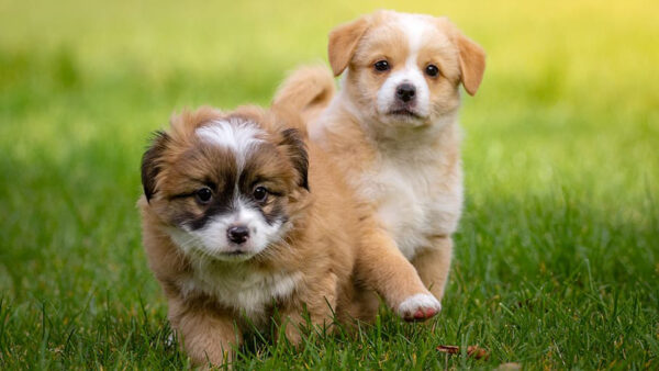 Wallpaper Standing, Cute, Puppies, Two, White, Brown, Are, Dog, Grass, Green, Black