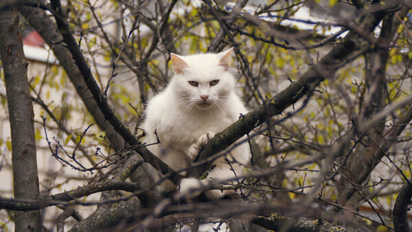 Wallpaper Dry, White, Cat, Tree, Branches, Sitting