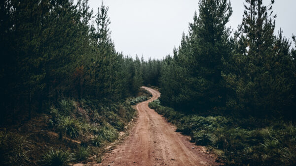 Wallpaper Path, Background, Under, Between, Forest, Sand, Sky, Green, Trees, White, Nature