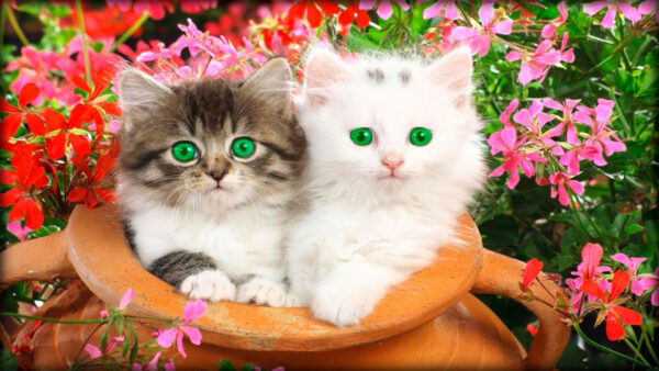 Wallpaper With, Background, Beautiful, Wooden, Black, Pot, Kittens, White, Inside, Flowers, Eyes, Desktop, Leaves, Green