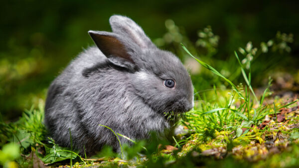 Wallpaper Rabbit, Grey, Green, View, Sitting, Blur, Closeup, Background