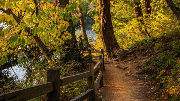 Wallpaper Nature, River, Green, Yellow, Trees, Background, Between, Leaves, Wooden, Path, Fence