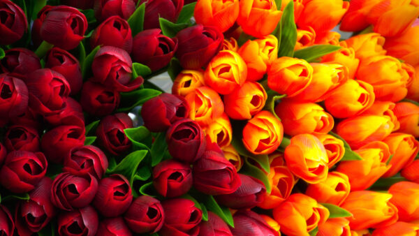 Wallpaper Petals, Red, Tulips, Flowers, Yellow