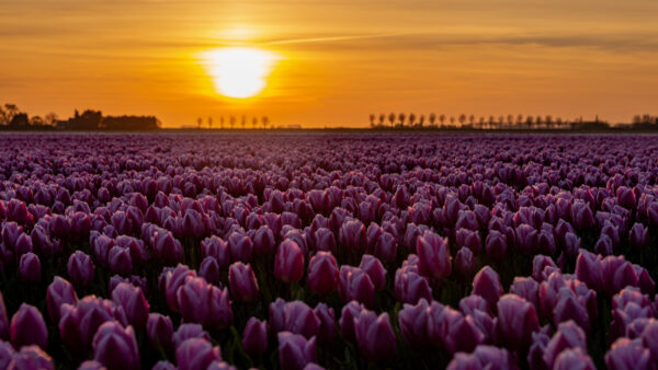 Wallpaper Flowers, Desktop, Mobile, Sunset, Field, Tulip, Purple, During, Light