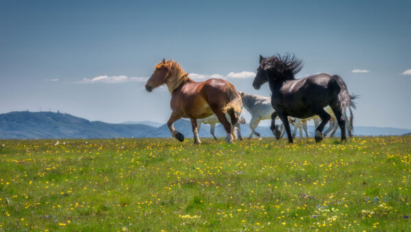 Wallpaper Blue, Grass, Brown, White, Background, Horse, Green, Running, Sky, Are, Black, Horses