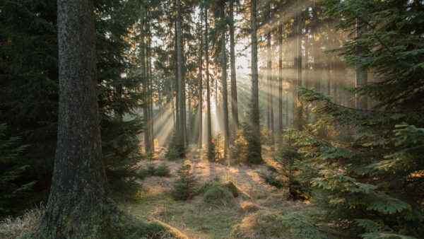 Wallpaper Green, Sunlights, Bushes, Through, Trees, Forest, Plants, Nature