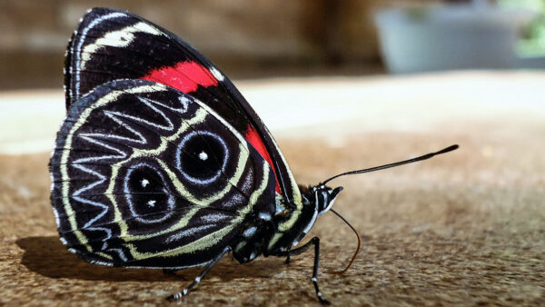 Wallpaper Black, Blur, Design, Floor, Butterfly, Red, Yellow, Background