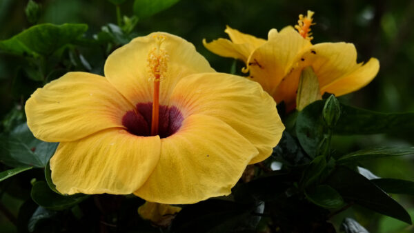 Wallpaper Plants, Hibiscus, Branches, Yellow, Flowers, Leaves, Green