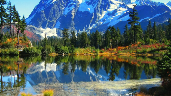 Wallpaper Scenery, Bushes, Snow, Green, Trees, Water, Mountains, Plants, Reflection, Covered