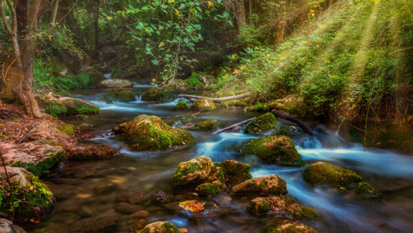 Wallpaper Stones, Stream, Algae, Green, Light, Bushes, Trees, Ray, Covered, Nature, River