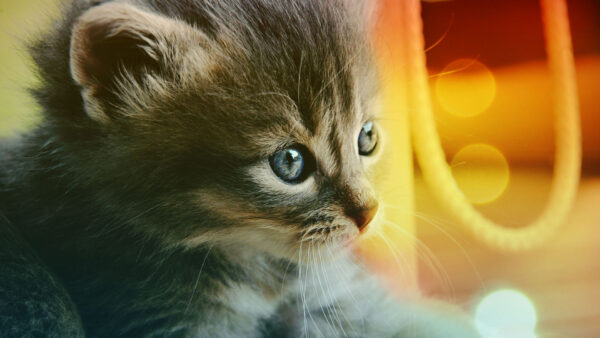 Wallpaper Lights, Black, Background, White, Blur, Bokeh, Cat, Cute, Kitten