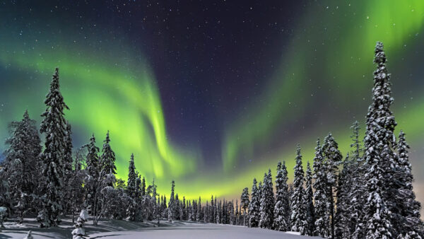 Wallpaper Lights, Starry, Frozen, During, Nighttime, Aurora, Field, Snow, Northern, Trees, Nature, Sky, Borealis
