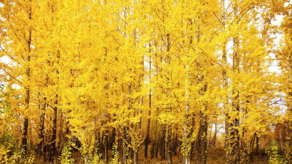 Wallpaper Leaves, Autumn, Forest, Branches, Background, Tree, Yellow