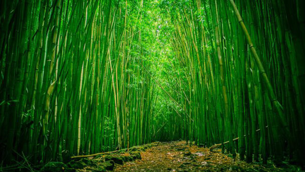 Wallpaper Stones, Forest, Covered, Sand, Trees, Background, Bamboo, Path, Algae