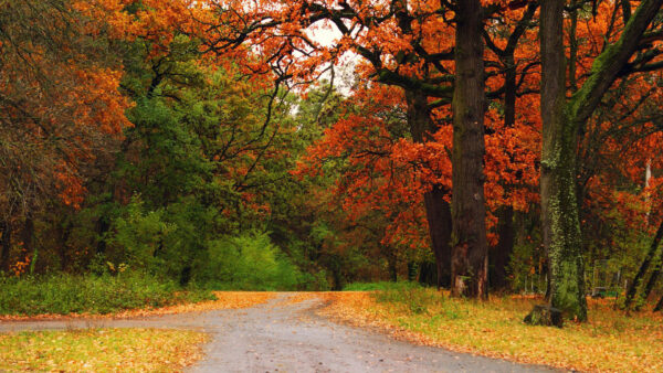 Wallpaper Forest, Trees, Road, Fall, Autumn, Wood, Crossroads