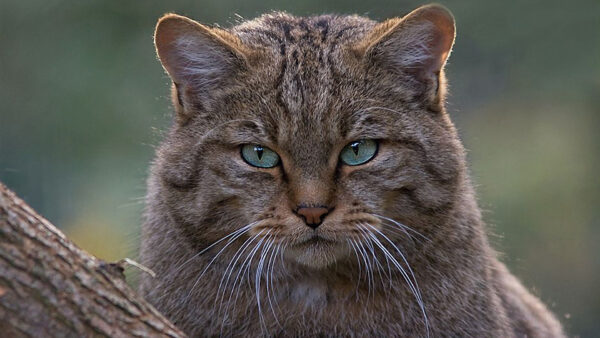 Wallpaper Closeup, View, Black, Blur, Brown, Light, Background, Cat