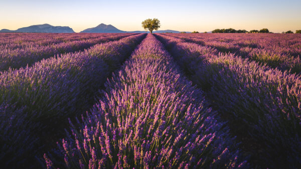 Wallpaper Green, Lavender, Field, Mountains, Flowers, Trees, Background, Nature, Purple
