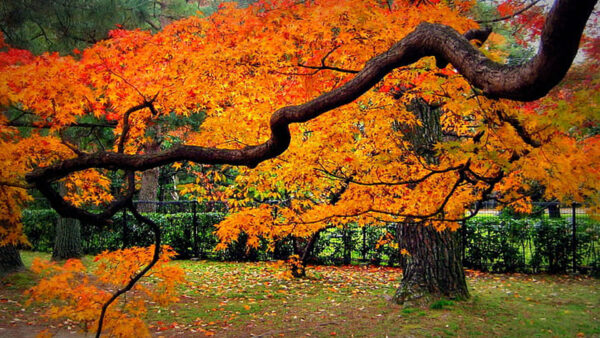 Wallpaper Orange, Yellow, Autumn, Leaves, Garden, Branches, Background, Trees