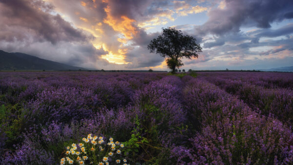 Wallpaper Sunset, During, Leaves, Under, Plants, Field, Blue, White, Clouds, Lavender, Green, Flowers, Tree, Sky
