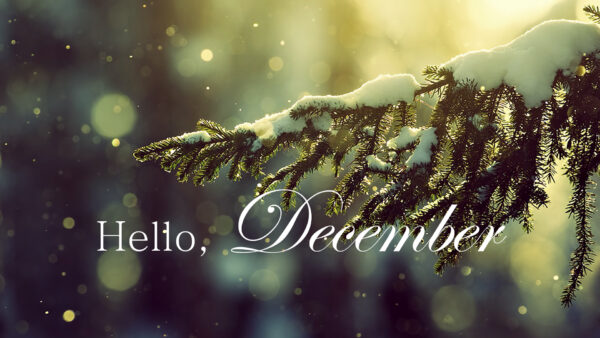 Wallpaper Background, Snow, Covered, Tree, December, Bokeh, Branch, Letter, Hello