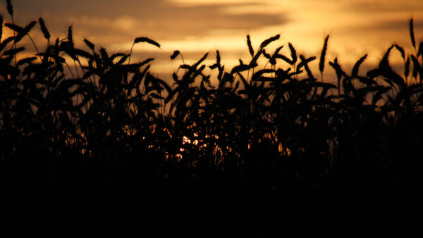 Wallpaper Background, Bushes, Field, Silhouette, Twilight, Desktop, Dark, Grass