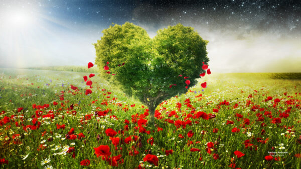 Wallpaper Green, Poppies, Love, Heart, Tree