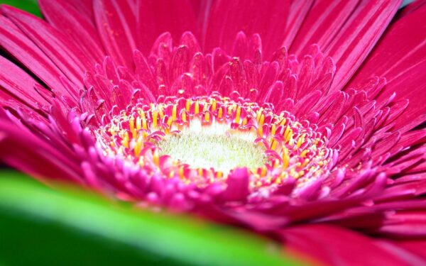 Wallpaper Daisy, Pink, Flower