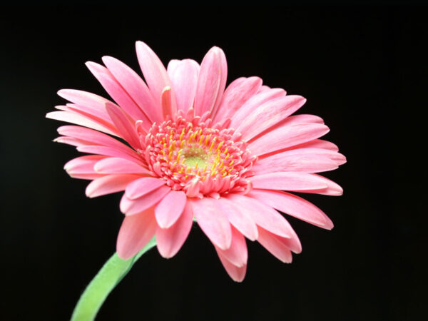 Wallpaper Pink, Daisy