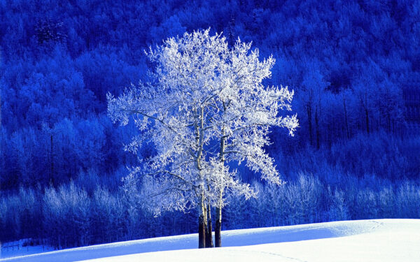 Wallpaper Tree, Aspen, Frosted