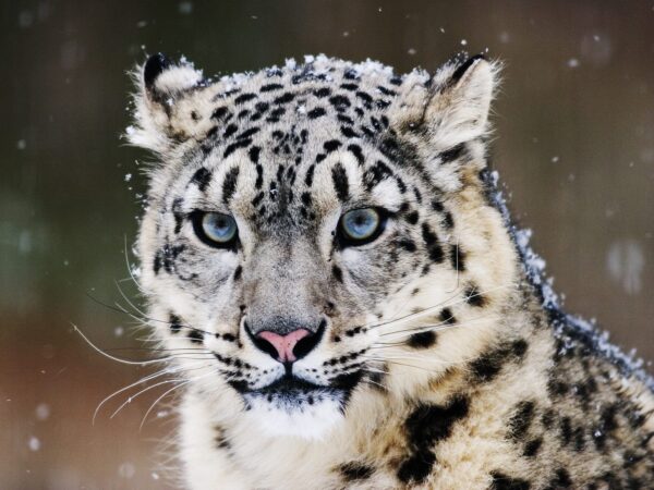 Wallpaper Snow, Leopard