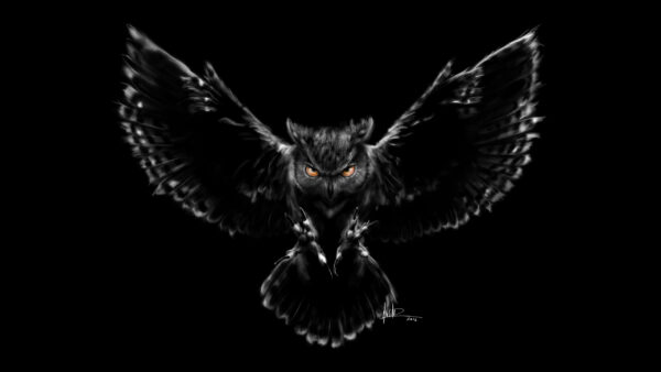 Wallpaper Owl, Scary