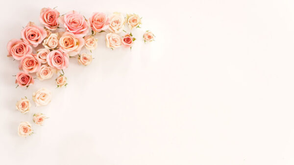 Wallpaper White, Rose, Flowers, Gold, Bunch, Background