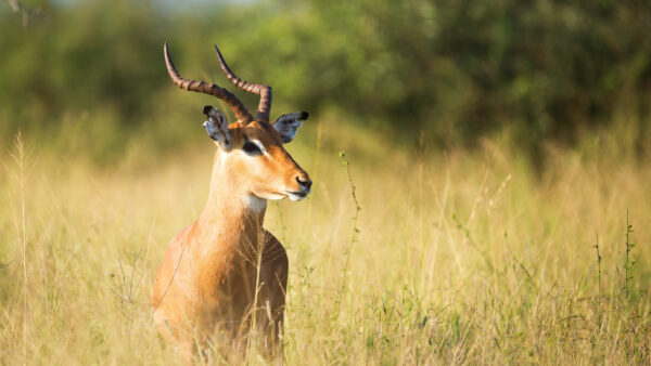 Wallpaper Grass, Green, Antelope, Brown