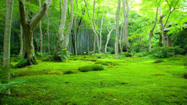 Wallpaper Covered, Beautiful, Trees, Leafed, Grass, Forest, With, Desktop, Nature, Daytime, During, Green