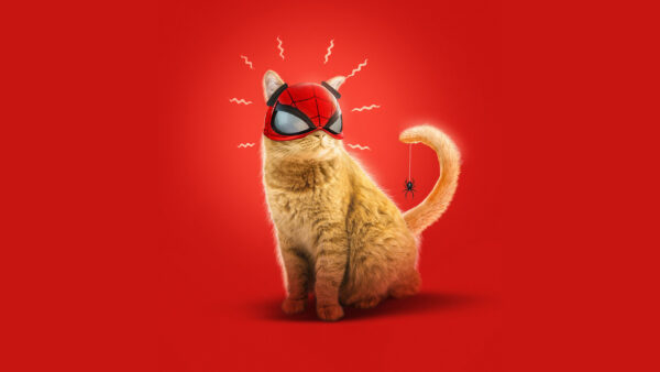 Wallpaper Desktop, Games, Spider, Art, Cat, Spider-man, Morales, Miles