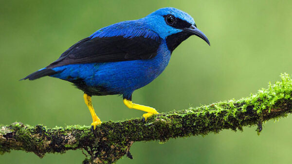 Wallpaper Black, Branch, Green, Algae, Desktop, Honeycreeper, Background, Bird, Tree, Covered, Birds, Blue