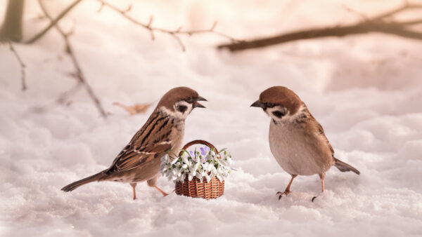 Wallpaper Snow, Birds, Between, Basket, Brown, Flower, Two, White, Desktop, Animals