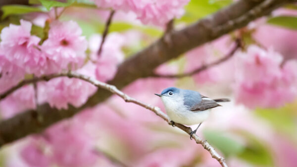 Wallpaper Mobile, Standing, Blue, Black, Birds, Bird, White, Pink, Desktop, Flowers, Blossom, Branch, Tree