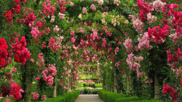 Wallpaper Arch, Desktop, Rose, Garden, Colorful, Roses