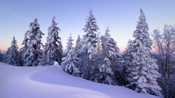 Wallpaper Blue, Mountain, Under, Winter, Covered, Sky, Snow, With, Trees