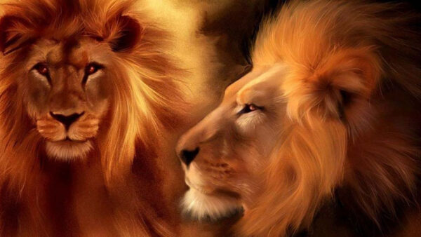 Wallpaper Desktop, Artistic, Predator, Lions, Lion