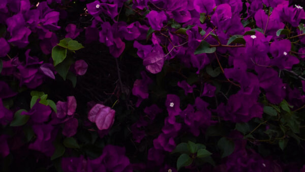 Wallpaper Flowers, Aesthetic, Leaves, Green, Purple, Dark